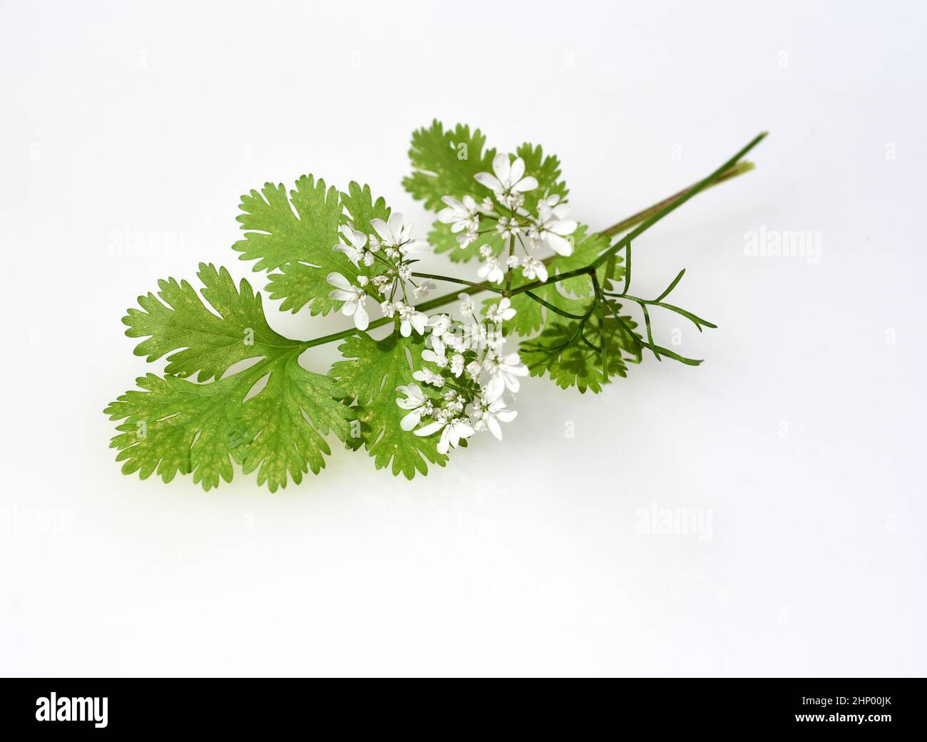 Koriander, Coriandrum sativum, ist eine wichtige Heil- und Kräuterpflanze. Stockfoto
