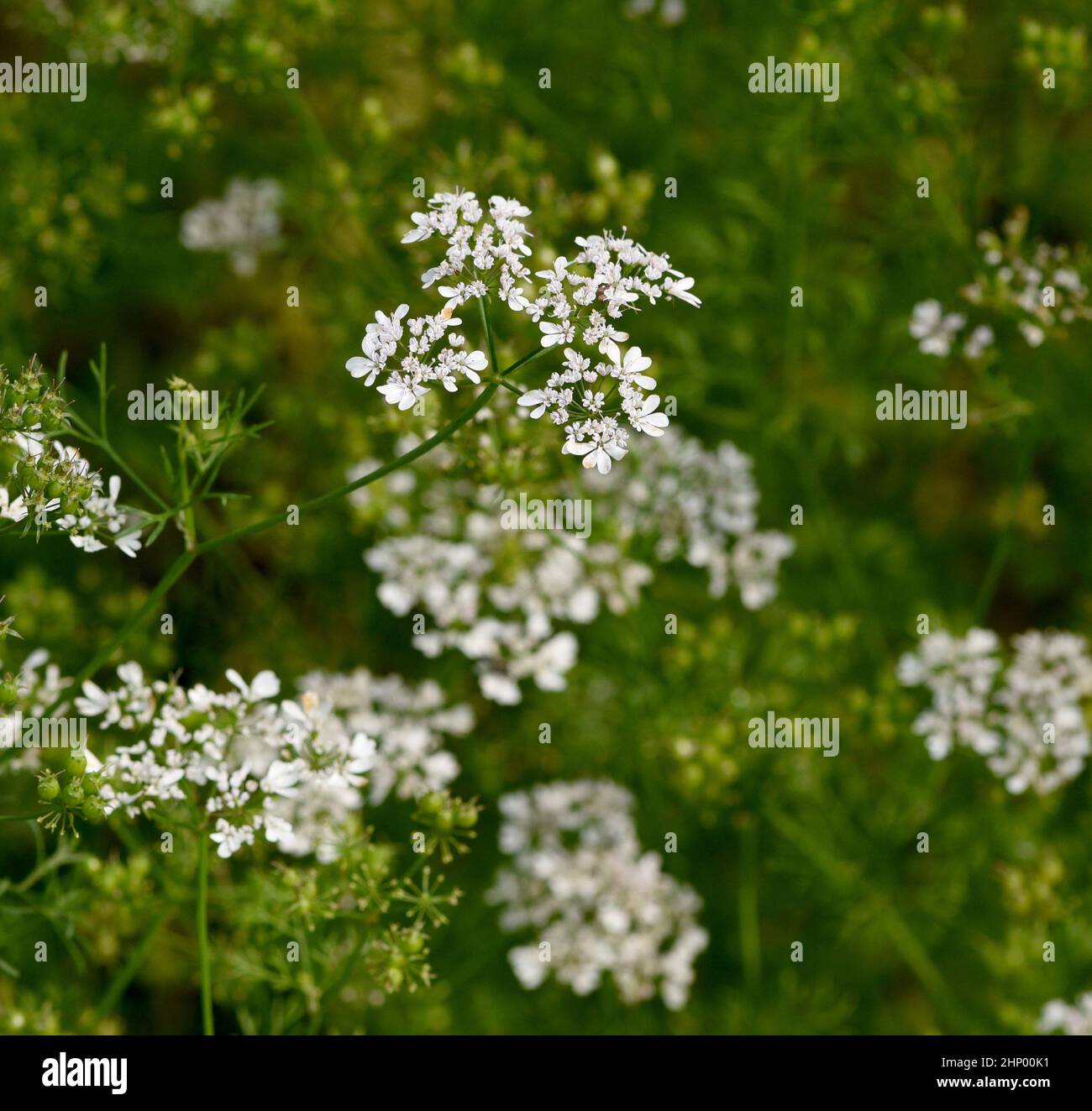 Koriander, Coriandrum sativum, ist eine wichtige Heil- und Kräuterpflanze. Stockfoto