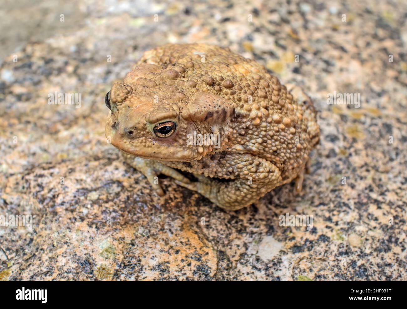 Erdkröte „Bufo bufo“ Stockfoto