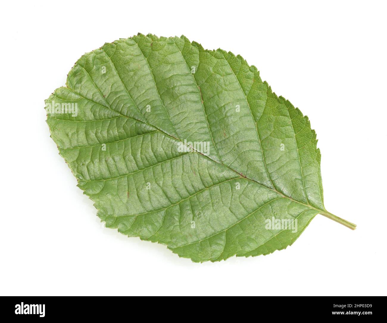 Erlenblatt, Alnus glutinosa, Erle ist eine einheimische Baumart. Stockfoto