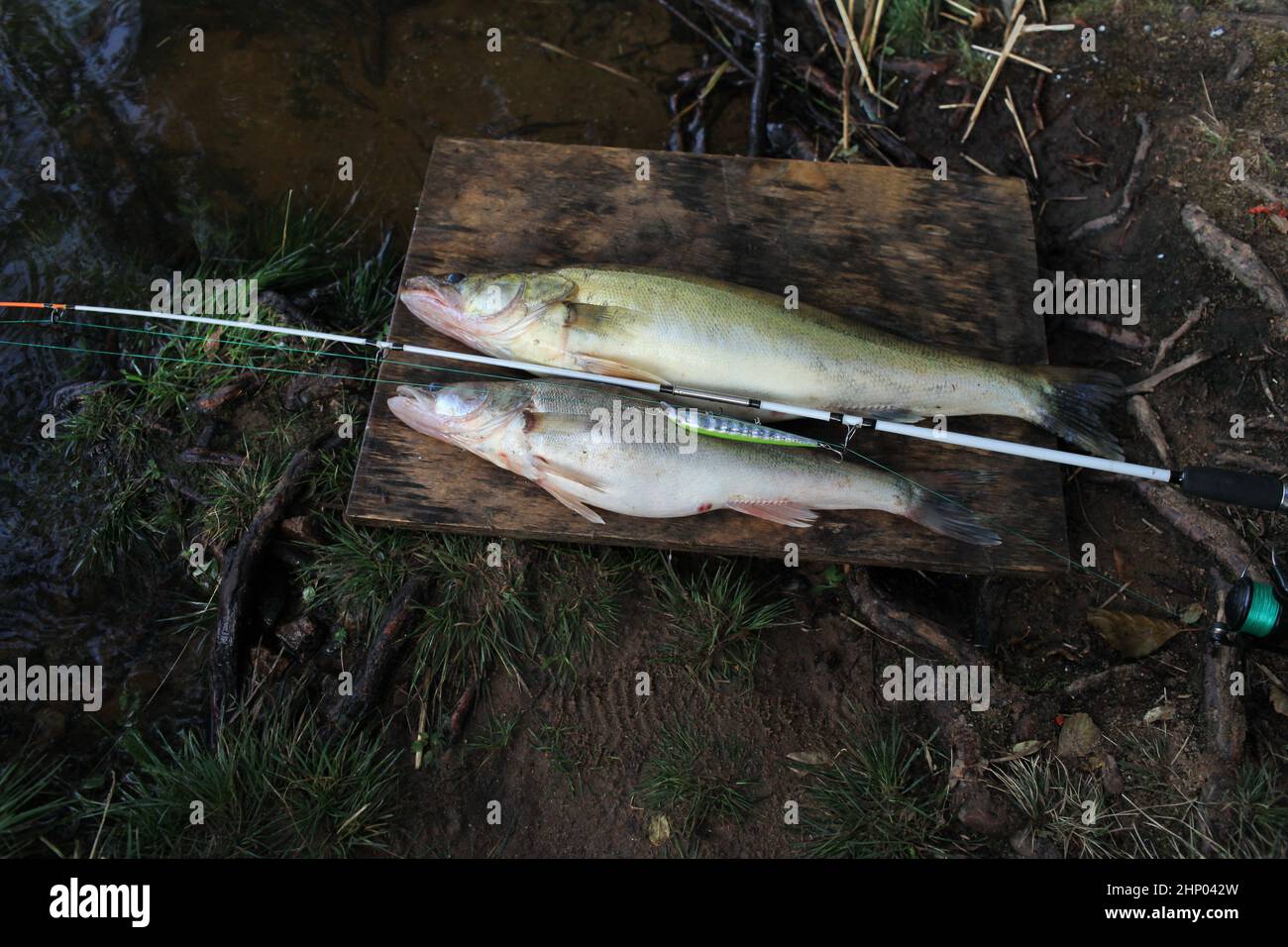 Erfolgreiches Fischen Stillleben mit einer Angelrute und einem großen Fisch Zander am Fluss, Stillleben Stockfoto