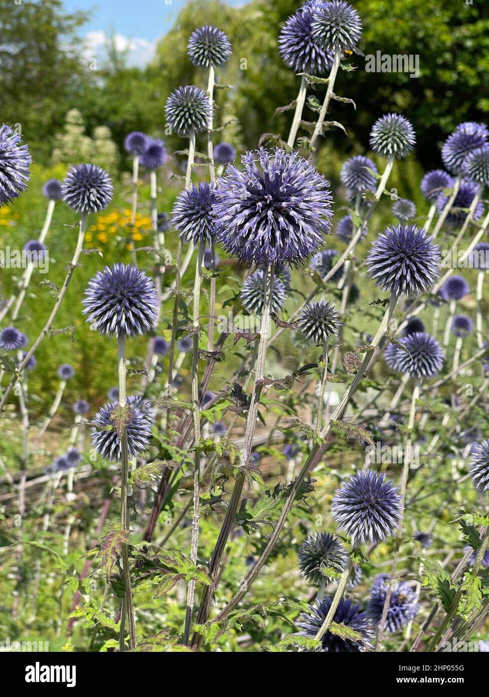Kugeldisteln, Echinops ritro, sind Heilpflanzen und Wildpflanzen. Stockfoto