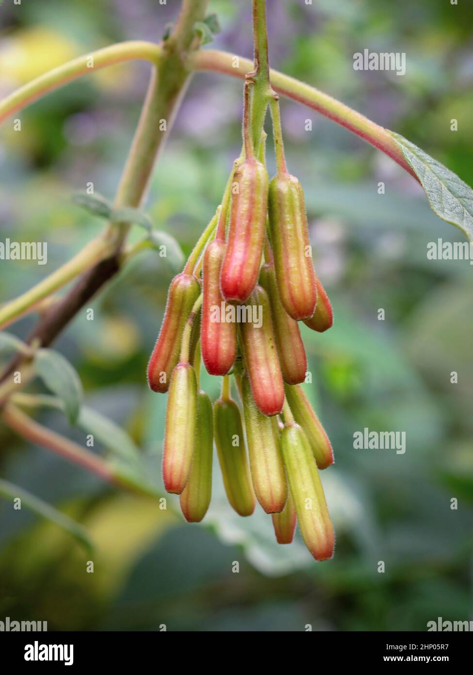 Hängende Samenkapseln an einer bolivianischen Fuchsia-Pflanze, Fuchsia boliviana Stockfoto