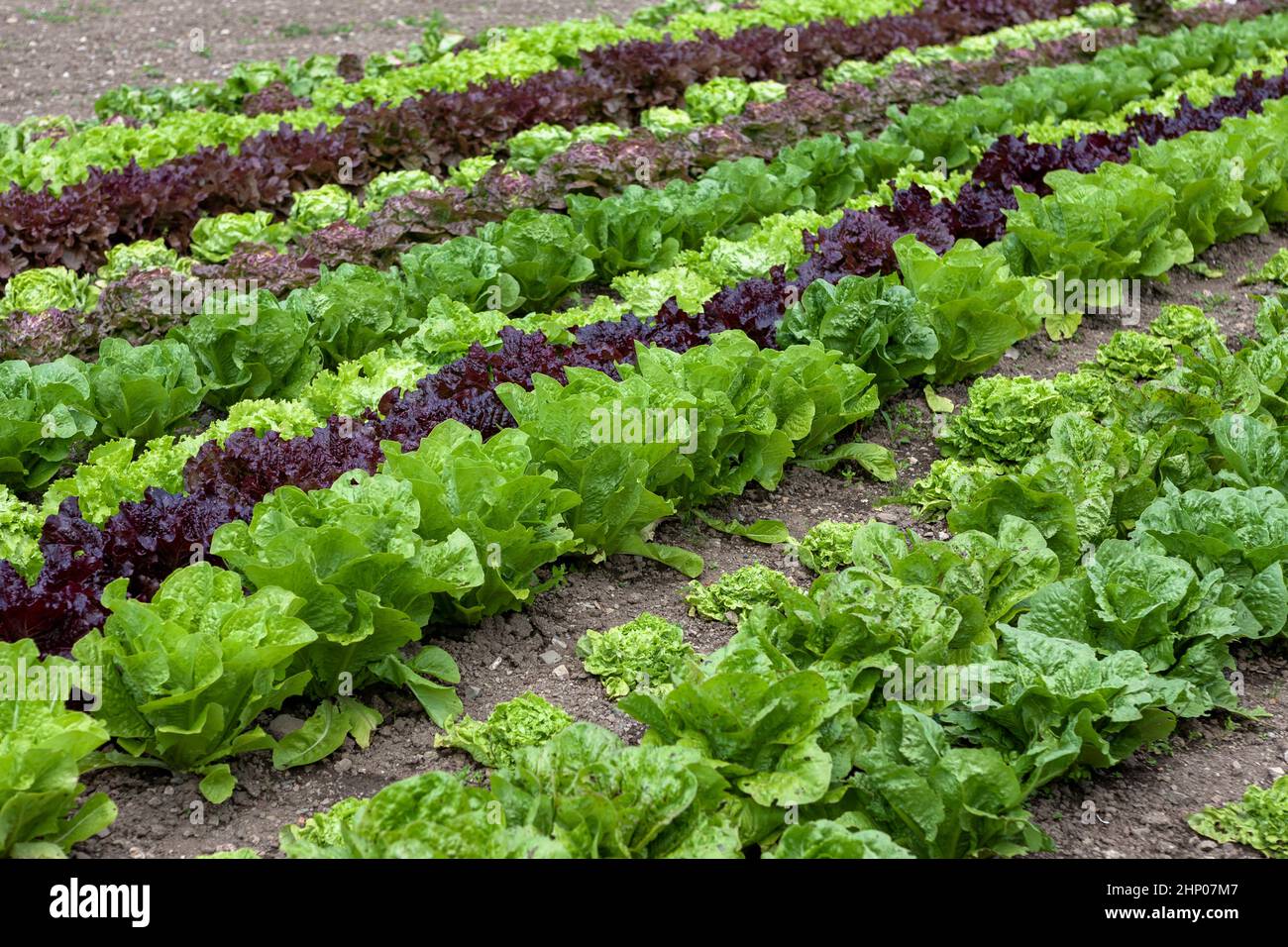 Cos lettuce growing Fotos und Bildmaterial in hoher Auflösung Alamy