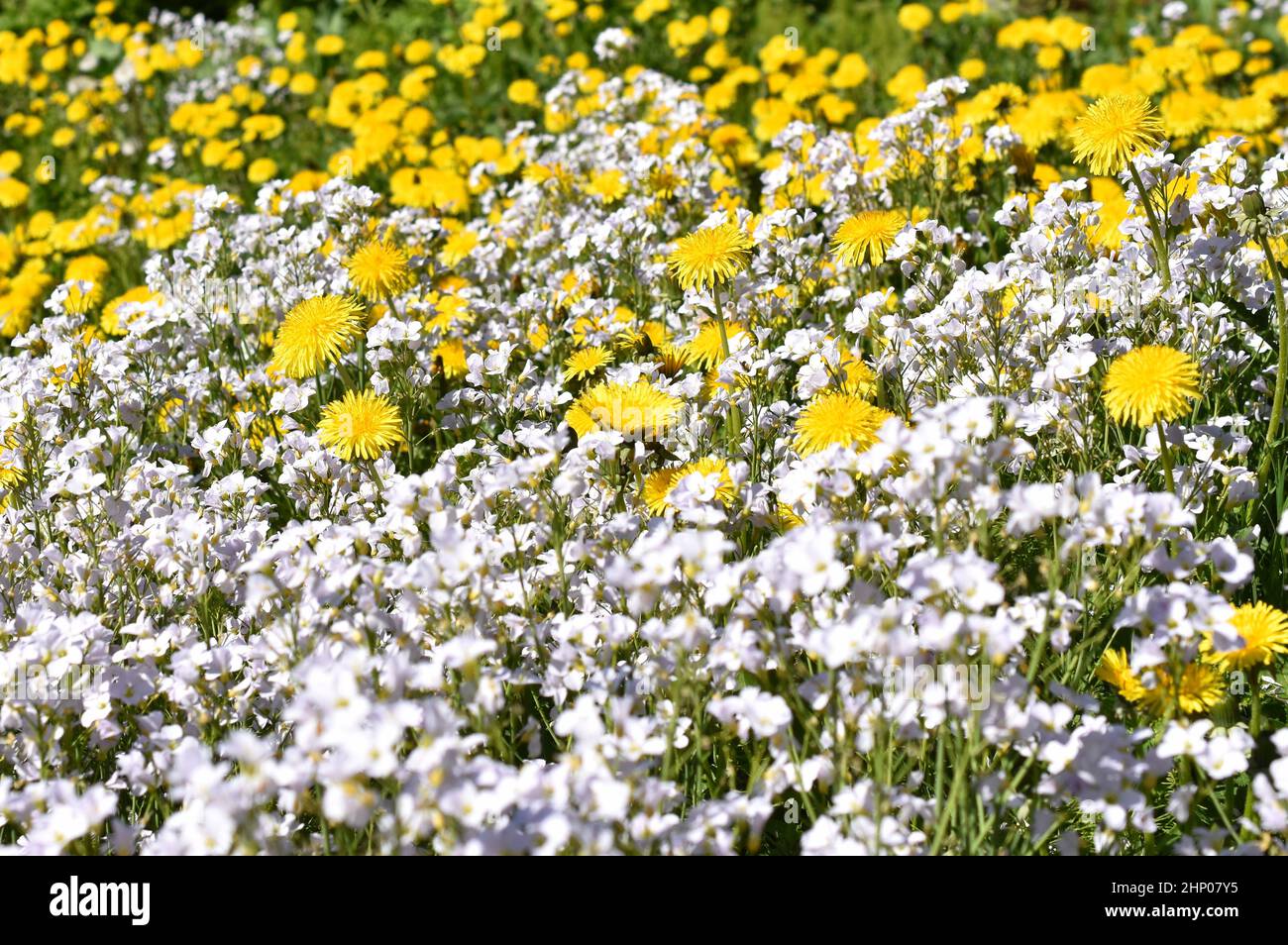 Großes Feld von beefriendly Wildblumen Dandelionen taraxacum und Cuckooflower Cardamine pratensis Stockfoto