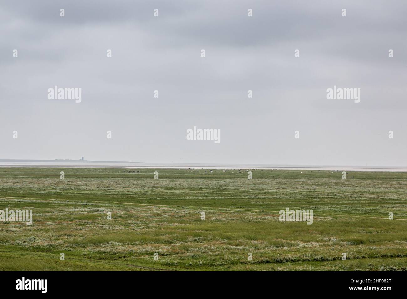 Grüne flache Salzwiesen in der Nähe der Nordsee Stockfoto