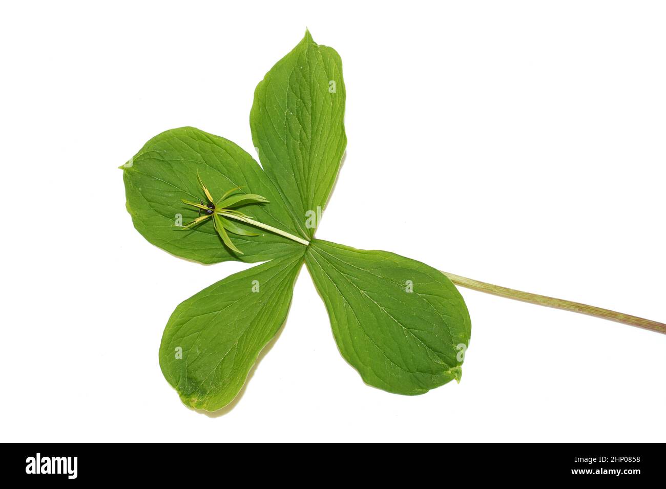 Die giftige Pflanze Paris quadrifolia blüht isoliert auf weißem Hintergrund Stockfoto