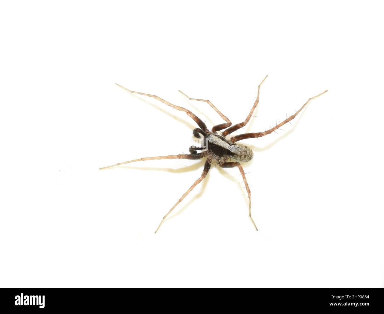 Pardosa lugubris Wolf Spinne isoliert auf weißem Hintergrund Stockfoto