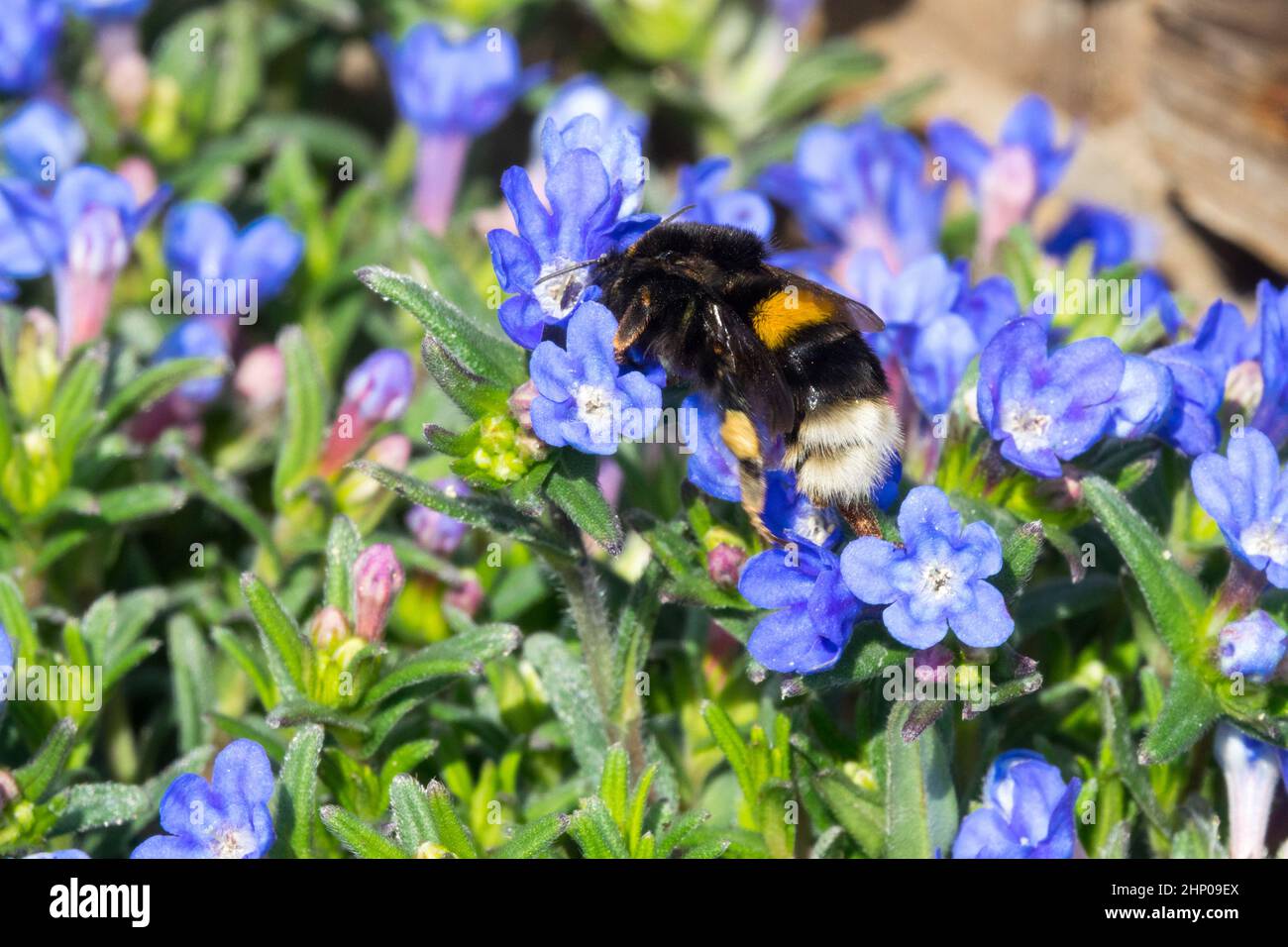 Bombus terrestris, Buff-tailed Hummel, Bumble Biene auf Blume Lithodora diffusa Heavenly Blue Stockfoto