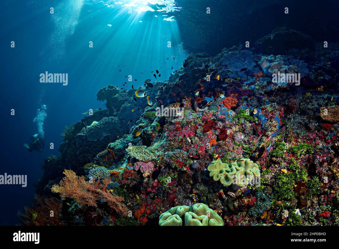 Korallenriff am Two Tree Diving Spot, Misool, Raja Ampat Stockfoto