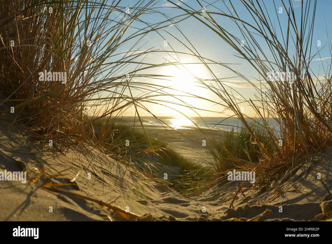 Blick durch Strandgras auf einer Sanddüne zum Meer bei Sonnenuntergang, an der Nordsee-Küste in den Niederlanden Stockfoto