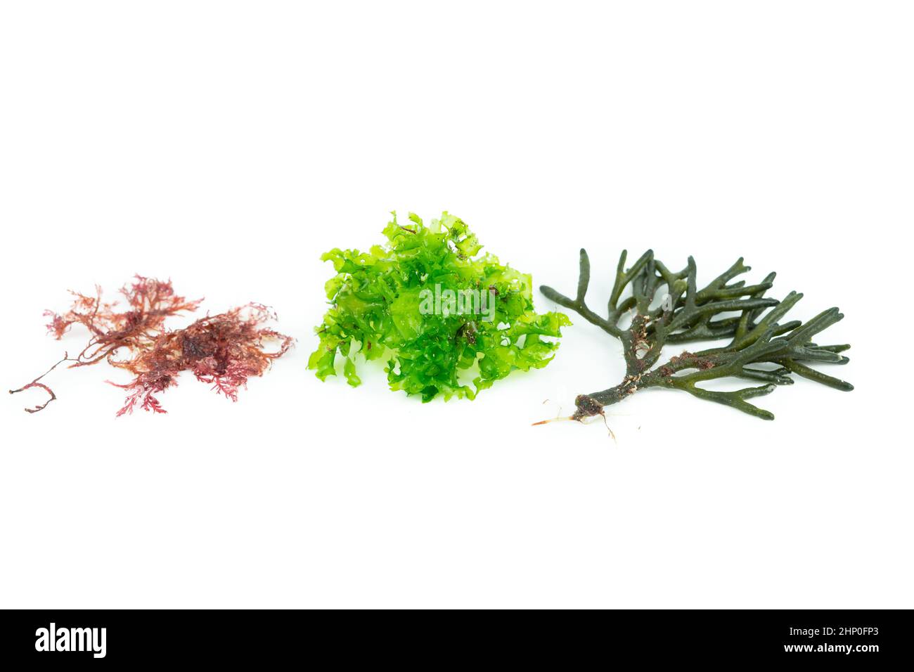 Drei verschiedene Algenarten auf weißem Hintergrund. Codium tomentosum, Gelidium, Ulva lactuca. Draufsicht. Stockfoto
