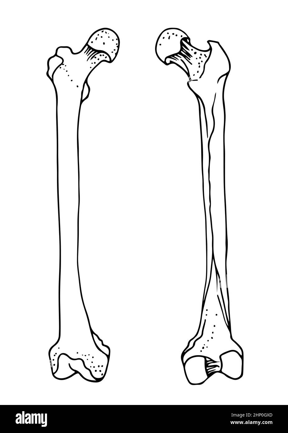 Menschliche Oberschenkelknochen, Vektor-handgezeichnete Illustration isoliert auf weißem Hintergrund, orthopädische Medizin Anatomie Skizze Stock Vektor