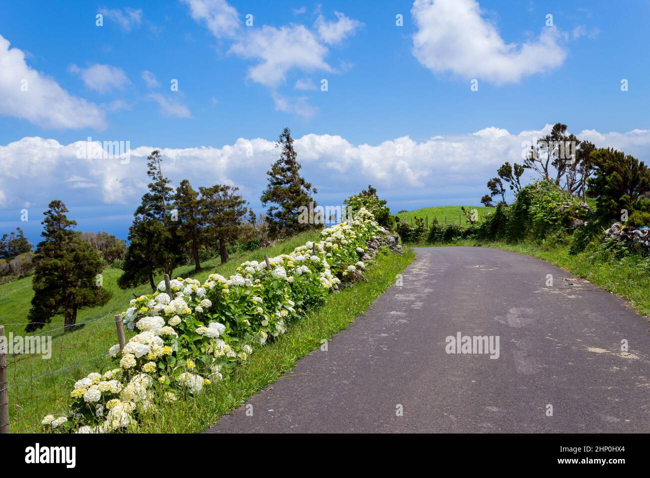 Wunderschöne Reihen von Hortensien an der Nordküste von Flores, Azoren, Portugal. Stockfoto