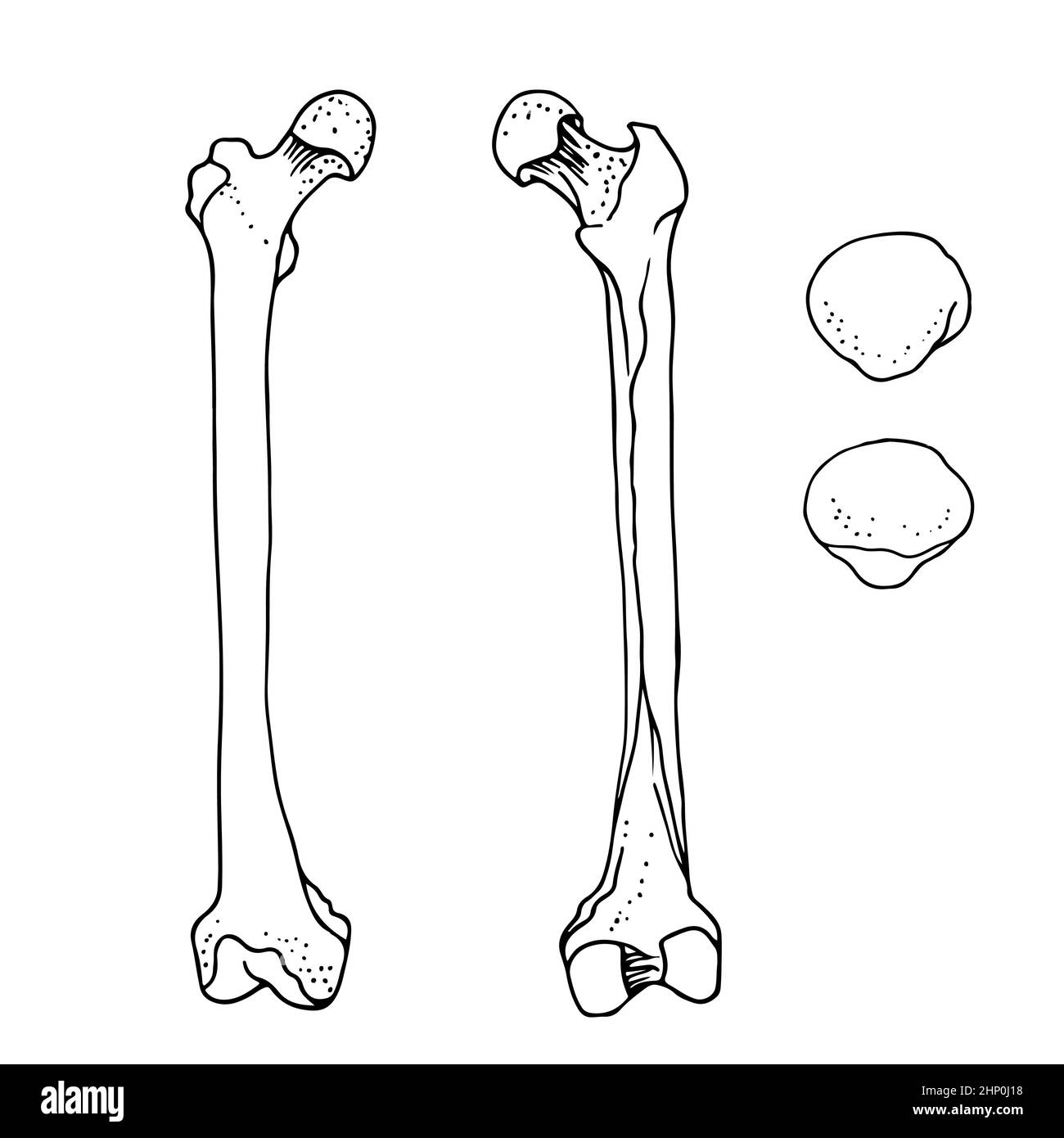 Humaner Femur und Patella, Vektor-handgezeichnete Illustration isoliert auf weißem Hintergrund, orthopädische Medizin Anatomie Skizze Stock Vektor