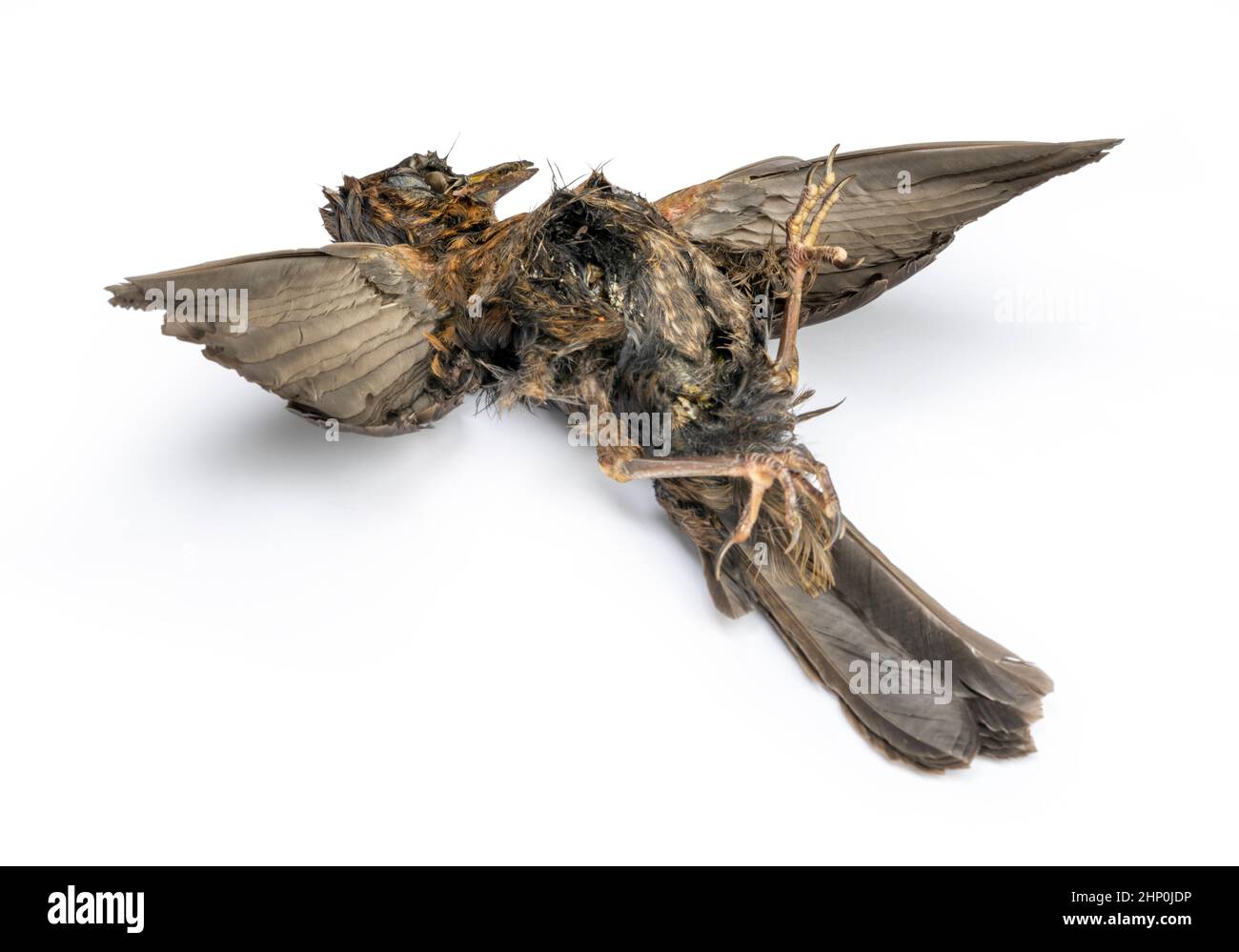 Tote Amsel auf weißem Grund mit Schatten Stockfoto