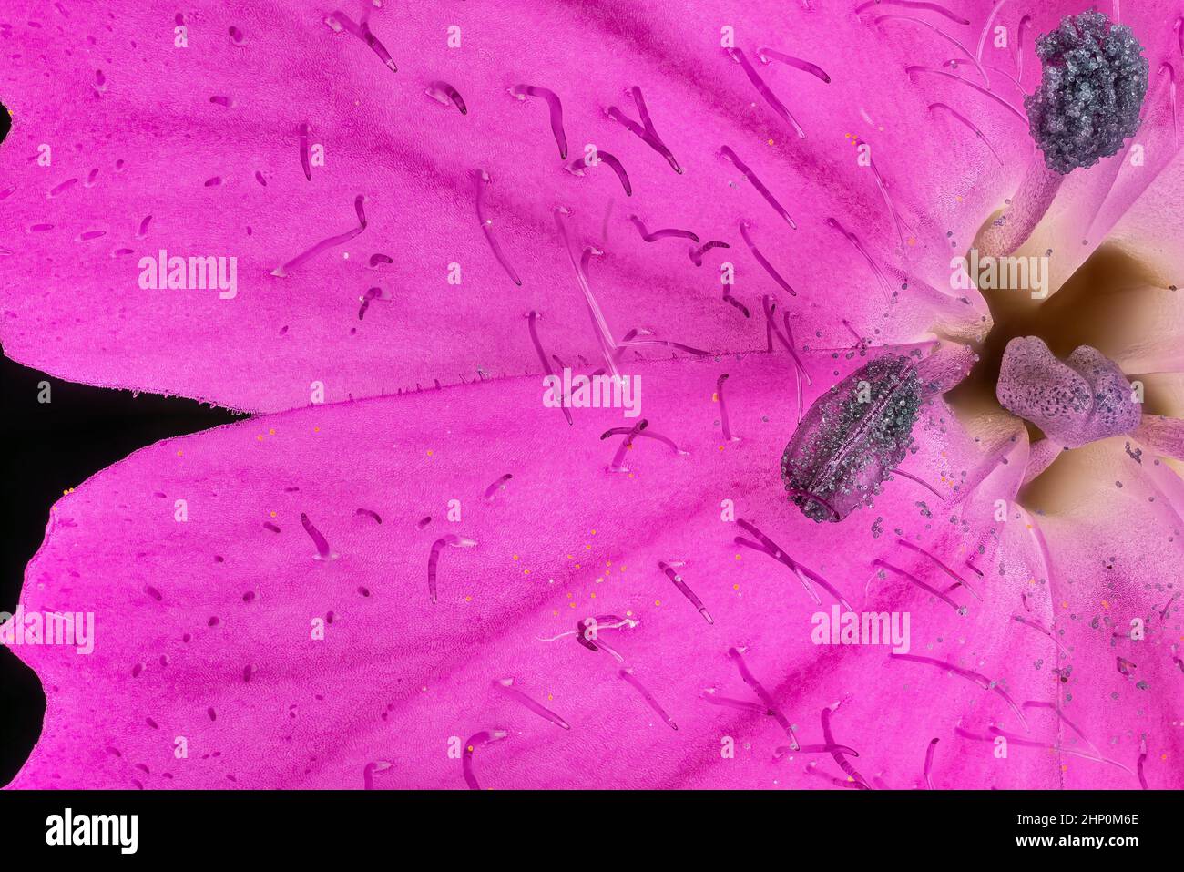 Rosa Wildkarnations-Blüten - Dianthus-Arten - unter dem Mikroskop, Stempel mit Stigma und Pollenpartikeln bedeckt Staubgefäß sichtbar. Bildbreite 9mm. Stockfoto