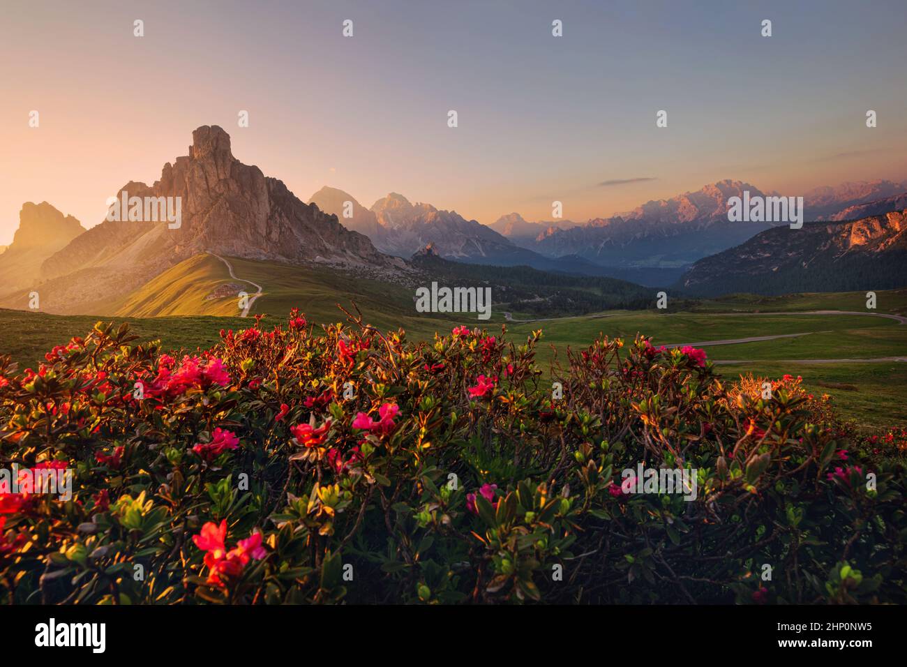 Sonnenuntergang im Sommer am Passo di Giau mit mount Ra Gusela auf Hintergrund und Rhododendren im Vordergrund, Colle Santa Lucia, Dolomiten, Italien Stockfoto