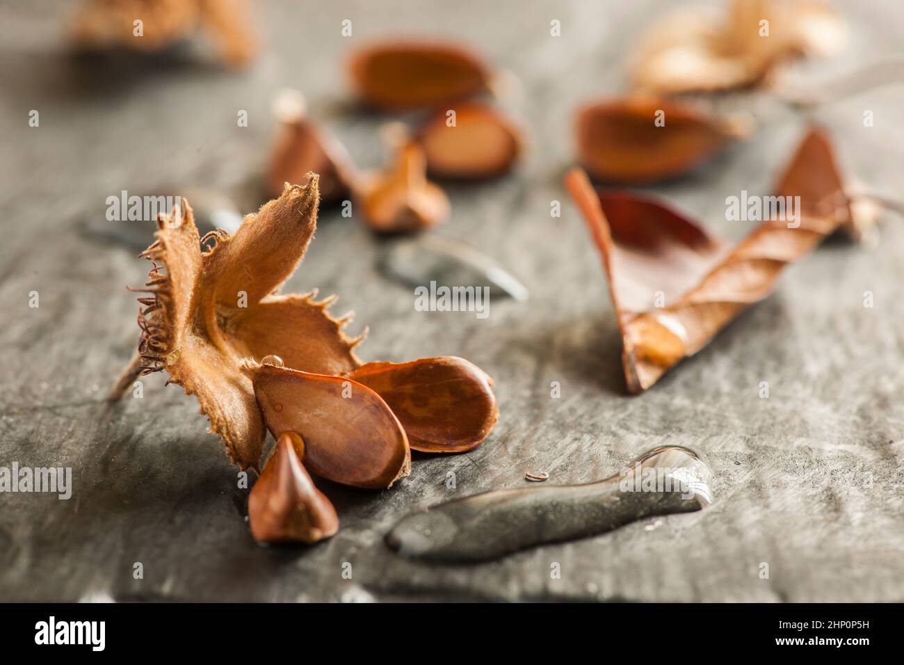 Nahaufnahme einer offenen Buchsfrucht mit drei Samen und länglichen Wassertröpfchen auf einem hellen Schieferhintergrund in der Seitenfensterbeleuchtung. Stockfoto