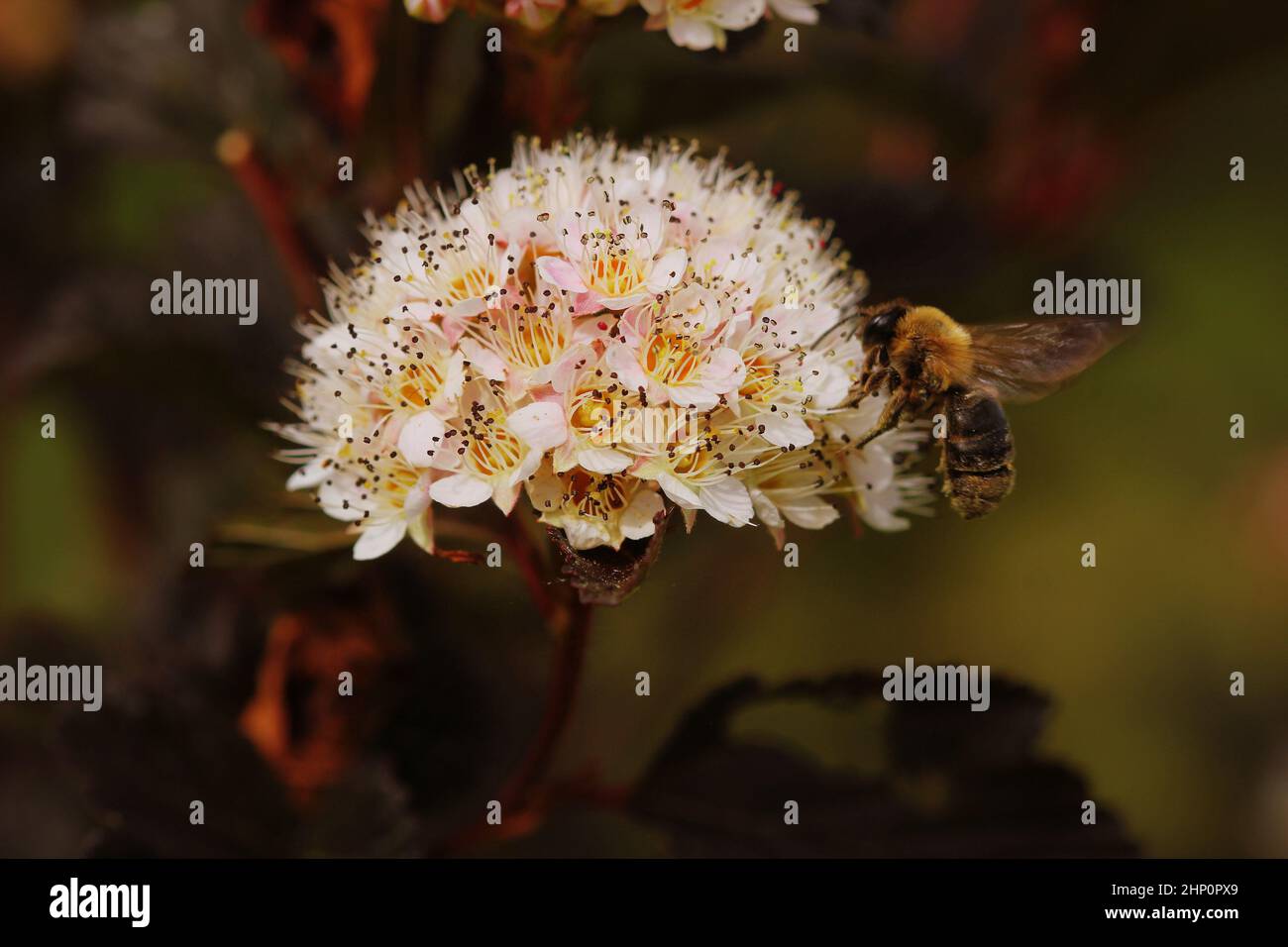 Blühende Sorte gemeinsame ninebark (Physocarpus opulifolius's "Summer Wine") im Sommer Garten Stockfoto