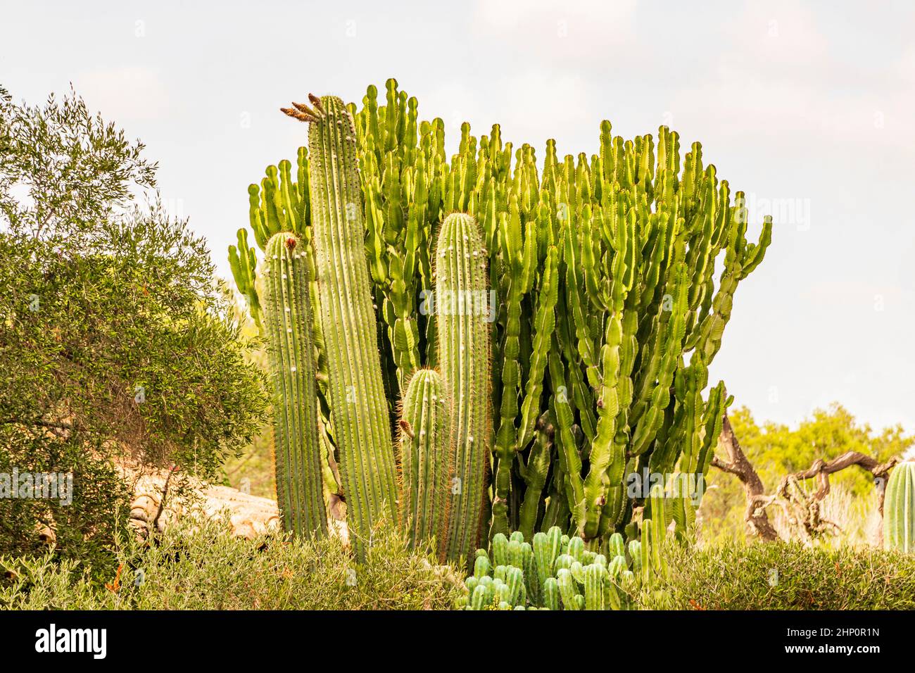 Verschiedene Arten von Kakteen und schönen grünen Pflanzen auf Mallorca in Spanien. Stockfoto