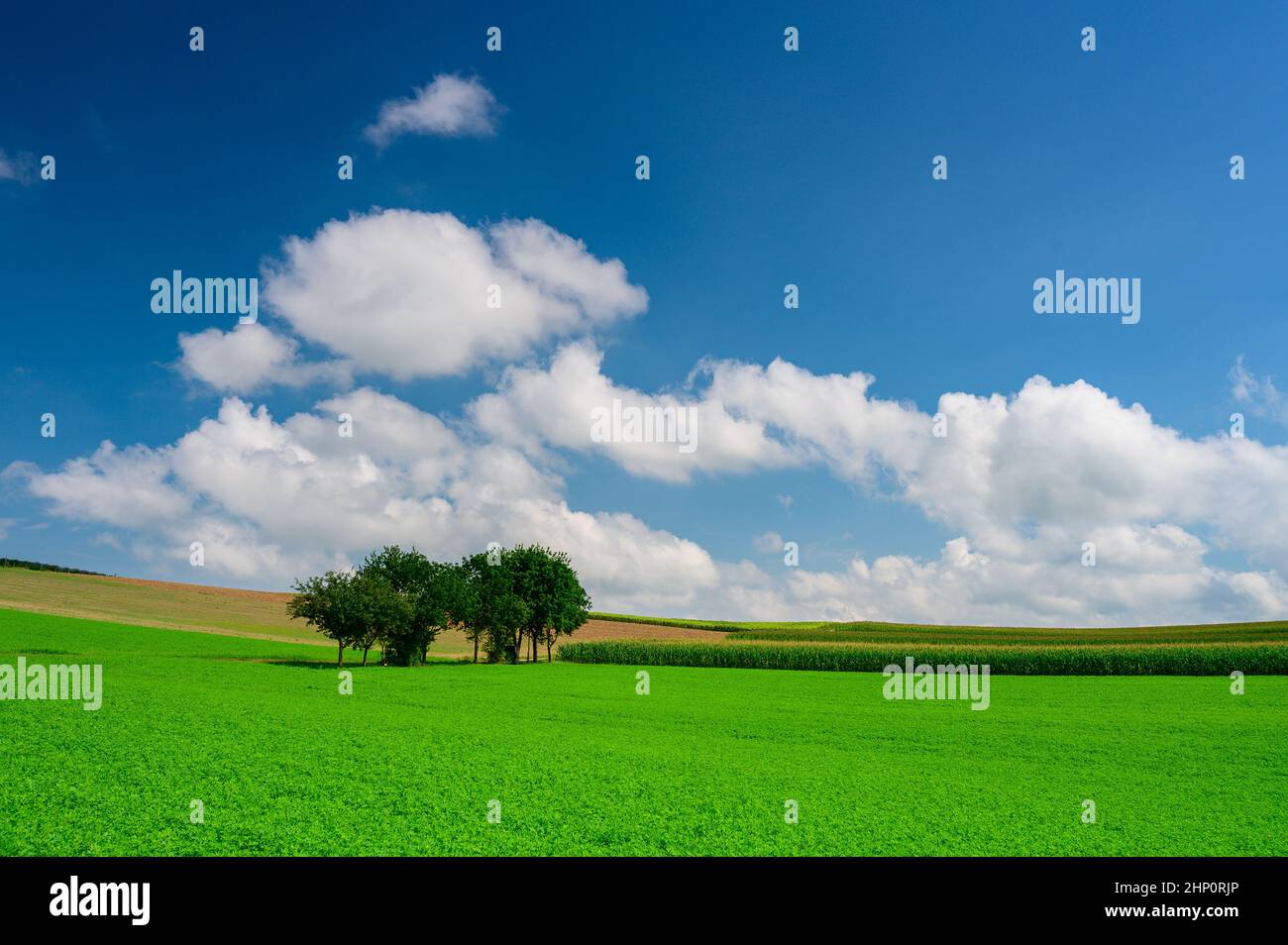 Eine üppig grüne Wiese im Sommer mit ein paar Bäumen, einem tiefblauen Himmel und ein paar Kumuluswolken. Stockfoto