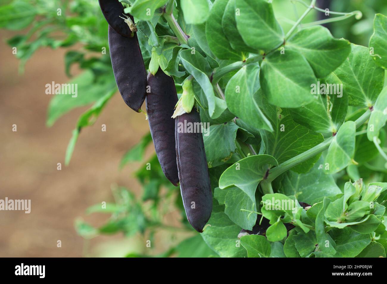 Samenkapseln von Gartenerbsen, Pisum sativum. Lila Schneeerbsen. Frische Erbsen in purpurner Hülse, die an Ästen im Garten hängen. Natürliche Gartenarbeit Hintergrund. Unusu Stockfoto