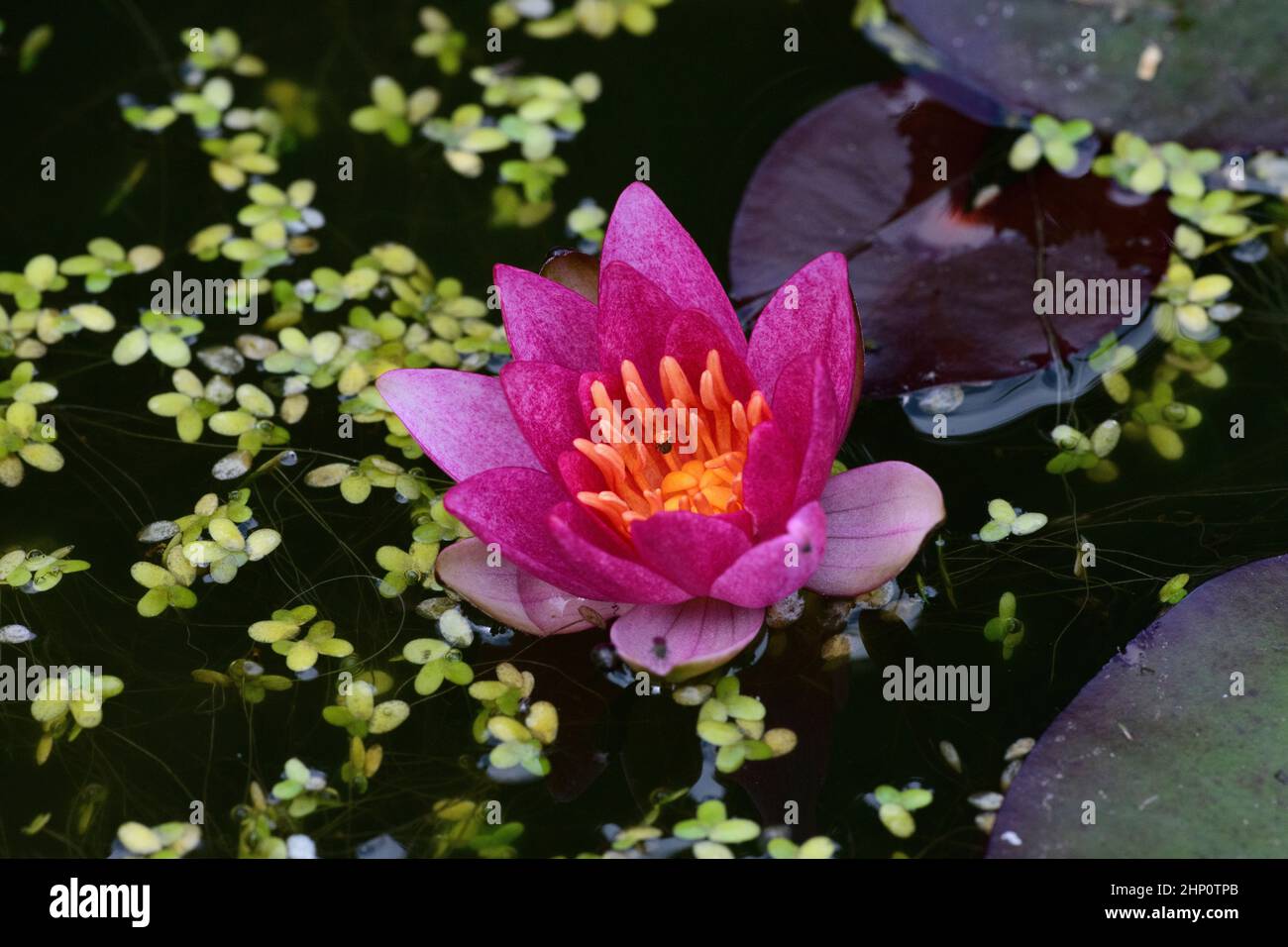 Zwerg Seerose (Nymphaea Pygmaea Rubra), Blume Stockfoto