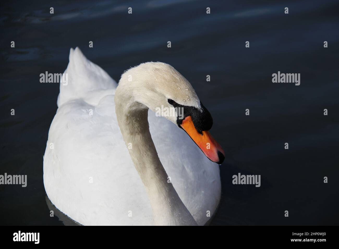 Schöner stummer Schwan auf einem See in Cirencester, Gloucestershire, England Stockfoto