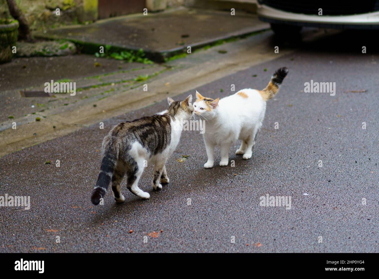 Zwei Katzen küssen sich gegenseitig Stockfoto