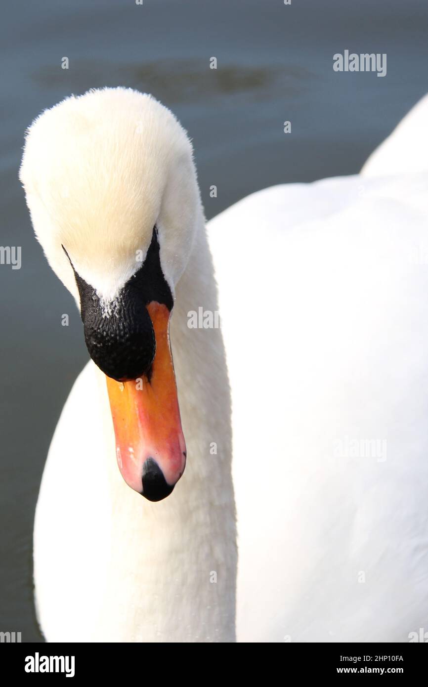 Schöner stummer Schwan auf einem See in Cirencester, Gloucestershire, England Stockfoto