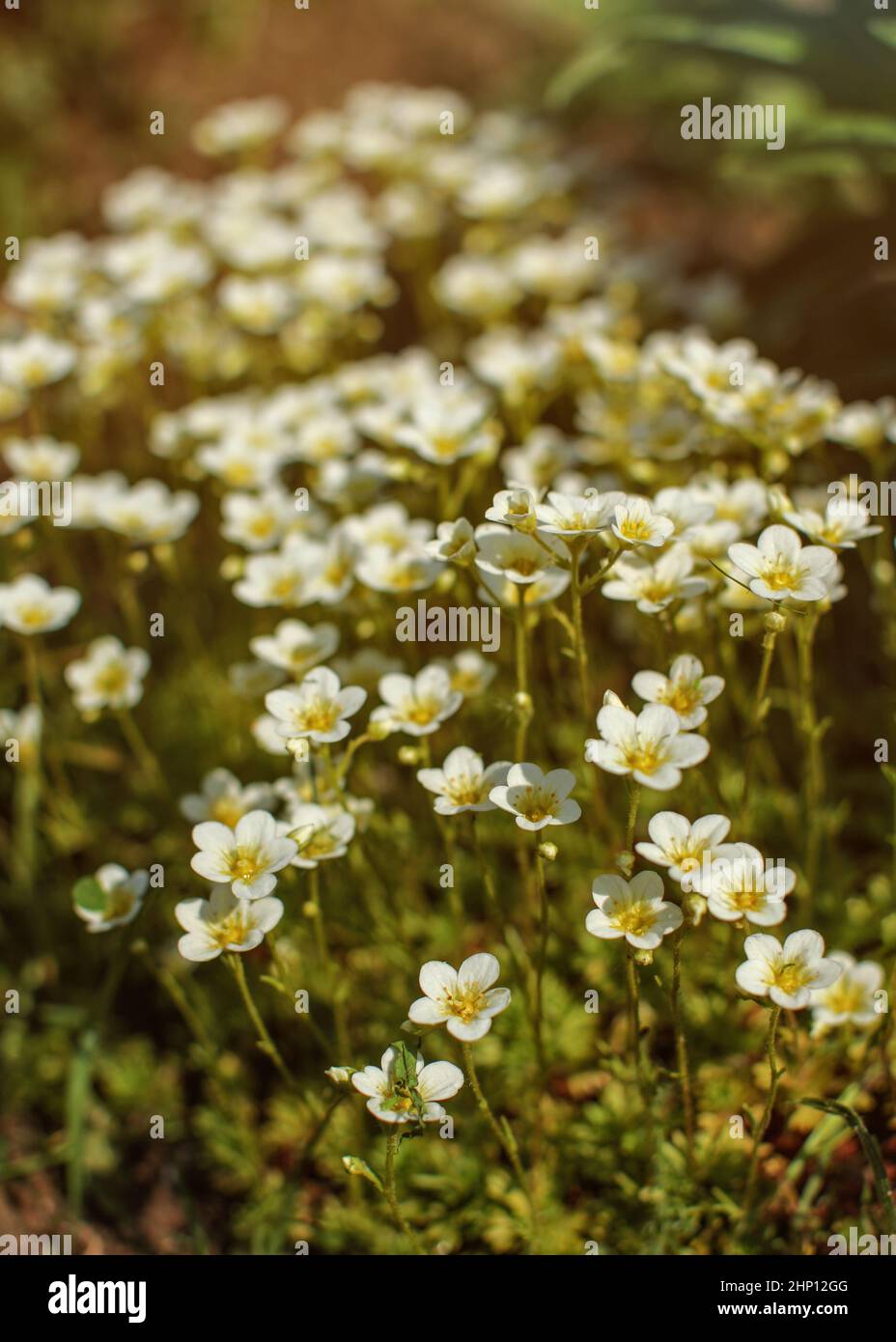 Flache Tiefenschärfe Foto, nur wenige Blüten im Fokus - kleine weiße Blüten am Nachmittag Sonne beleuchtet. Abstrakte Frühling Hintergrund. Stockfoto