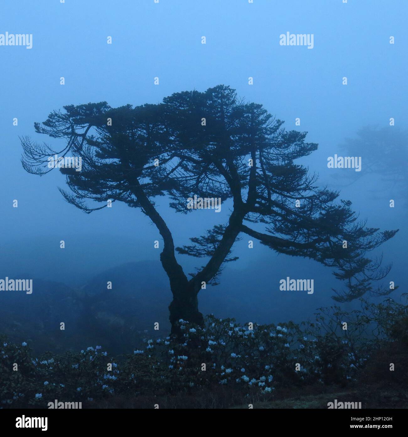 Umrisse eines Baumes im Everest-Nationalpark, Nepal. Stockfoto