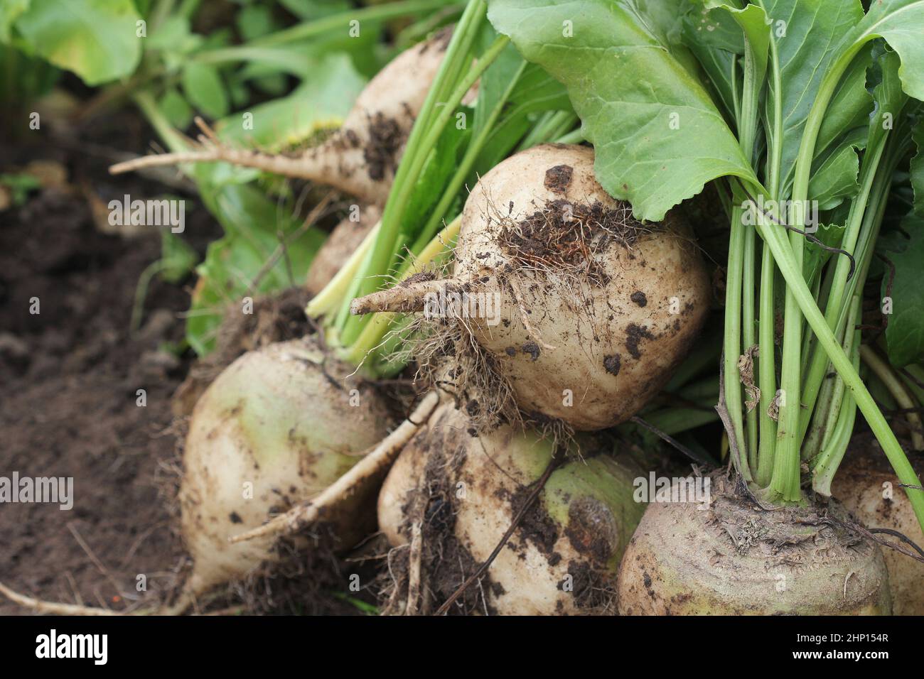 Frisch geerntete Weisser bio Rote Bete auf dem Boden Boden. Rote Bete mit Blatt. Ungewaschen rote Beete. Stockfoto