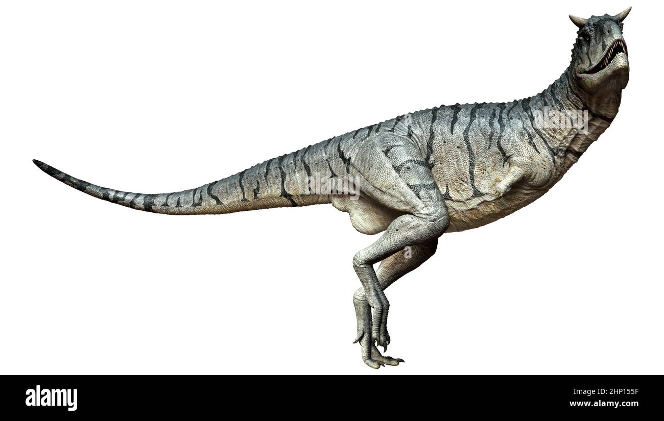 3D Darstellung eines Carnotaurus Sastrei Dinosauriers oder Fleischessens Bull isoliert auf weißem Hintergrund Stockfoto