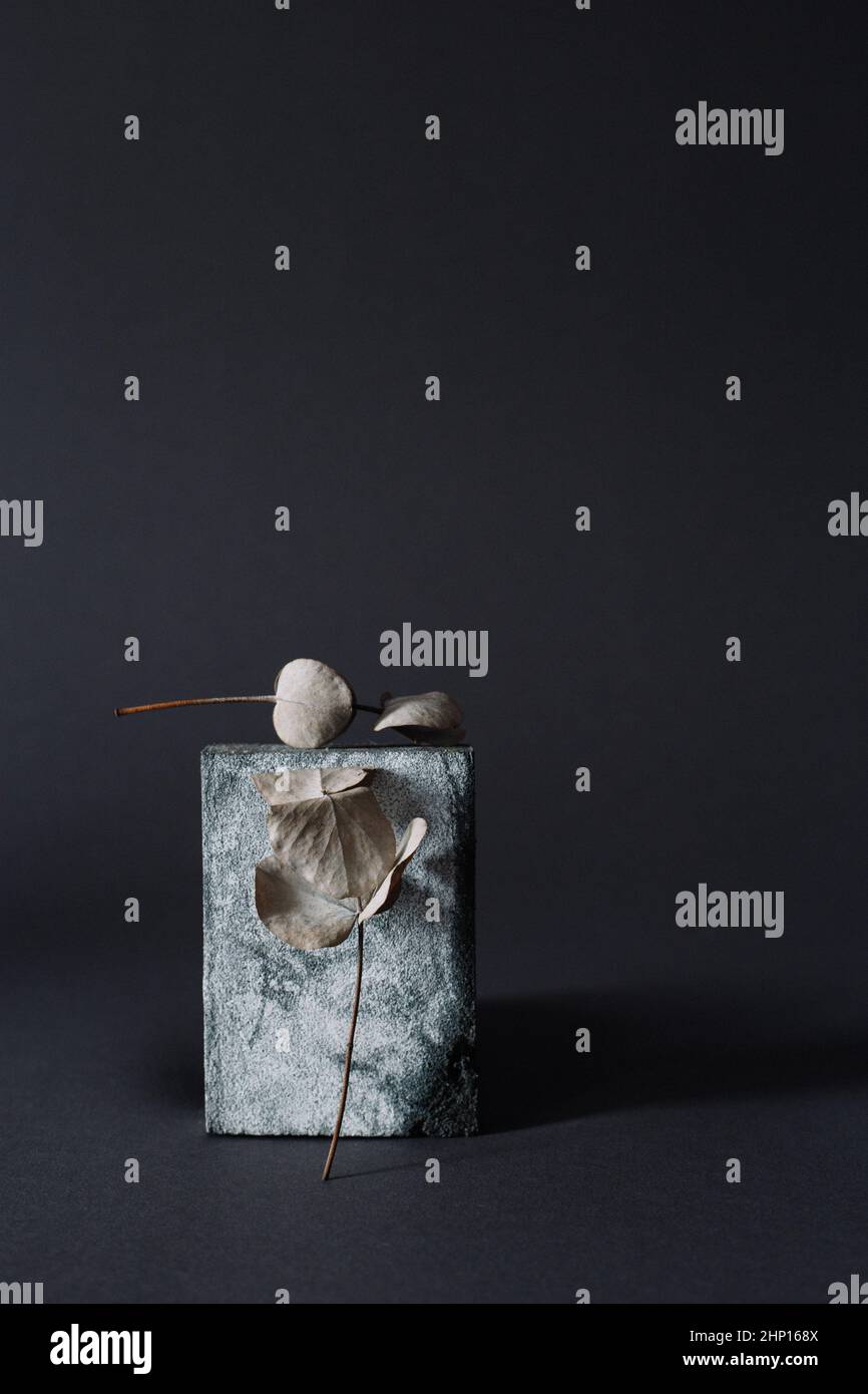 Konzeptkunst Stillleben mit dem Schleifschwamm mit dem Eukalyptuszweig Stockfoto