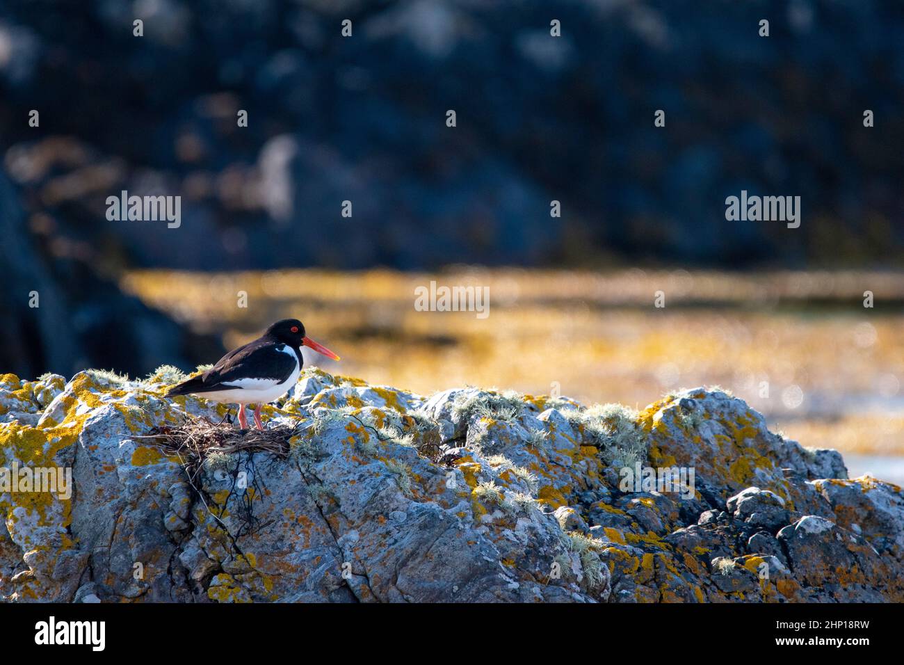 Austernfischer Stockfoto