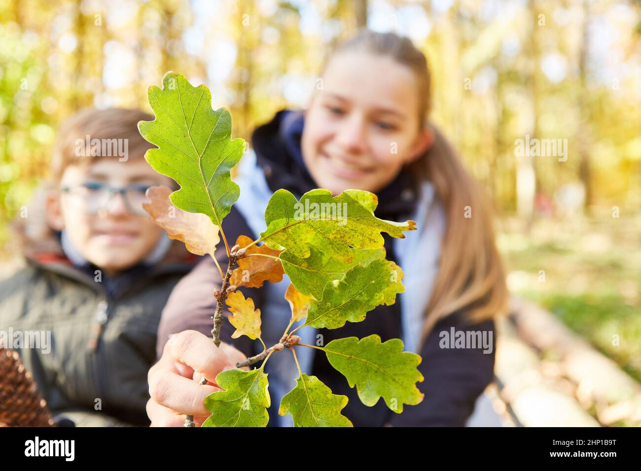 Zwei Kinder aus einer Schulklasse oder aus dem Kindergarten mit einem Eichenblatt beim Baumstudium im Wald Stockfoto