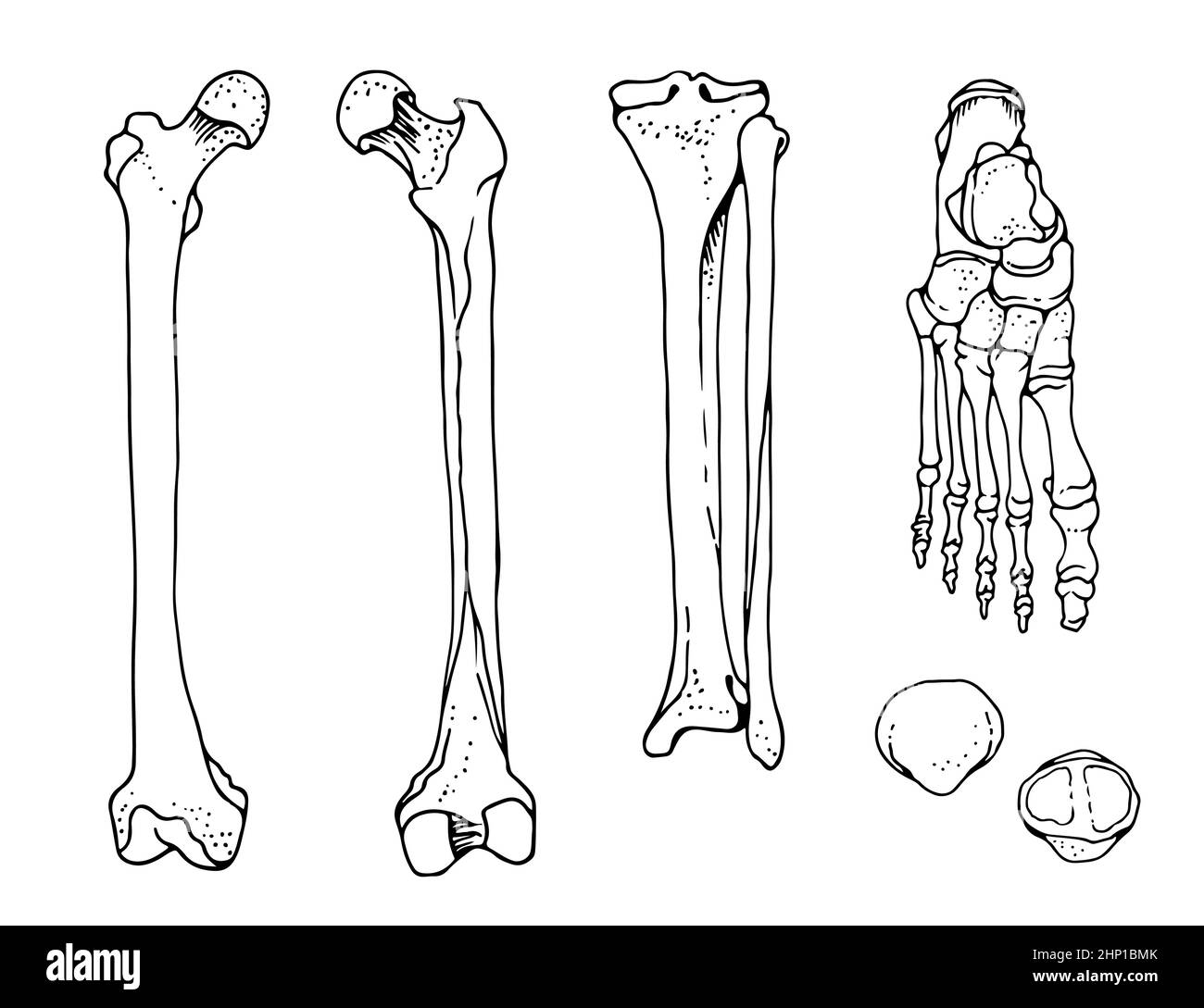 Menschliche Fußknochen, Oberschenkel, Tibia und Fibula, Fuß, Patella, handgezeichnete Vektorgrafik isoliert auf weißem Hintergrund, orthopädische Anatomie Stock Vektor