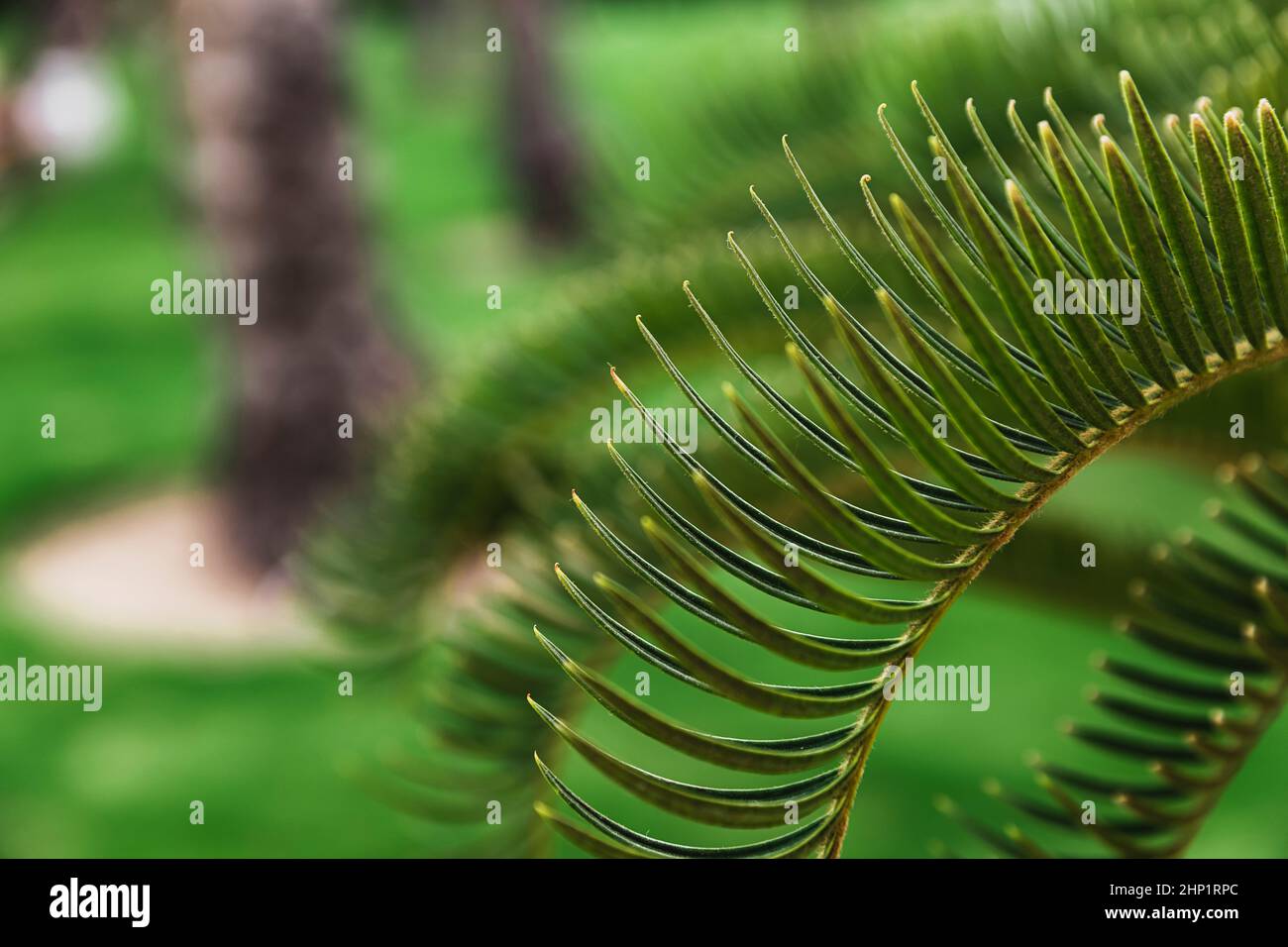 Verschiedene grüne Palmenblätter in der Natur im Freien aus nächster Nähe. Natürlicher Hintergrund. Die Schönheit der Natur. Entspannungszeit im Garten. Entspannen Sie sich im nationa Stockfoto