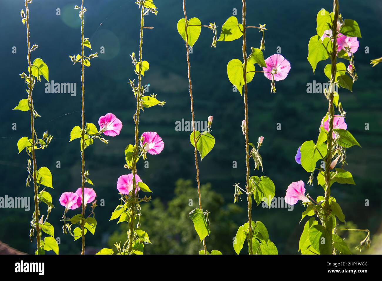 Blühendes purpurnes Morning gloria gegen morgendliches Sonnenlicht - Teil einer Dekoration eines Balkons. Fokus auf Vordergrund. Unscharfer Hintergrund. Stockfoto