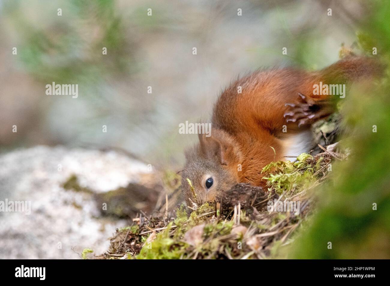 Junge Eichhörnchen Stockfoto