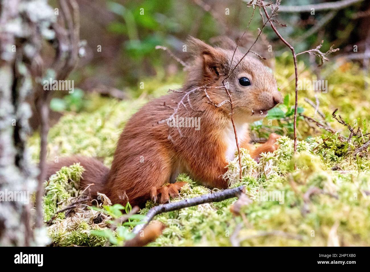 Junge Eichhörnchen Stockfoto