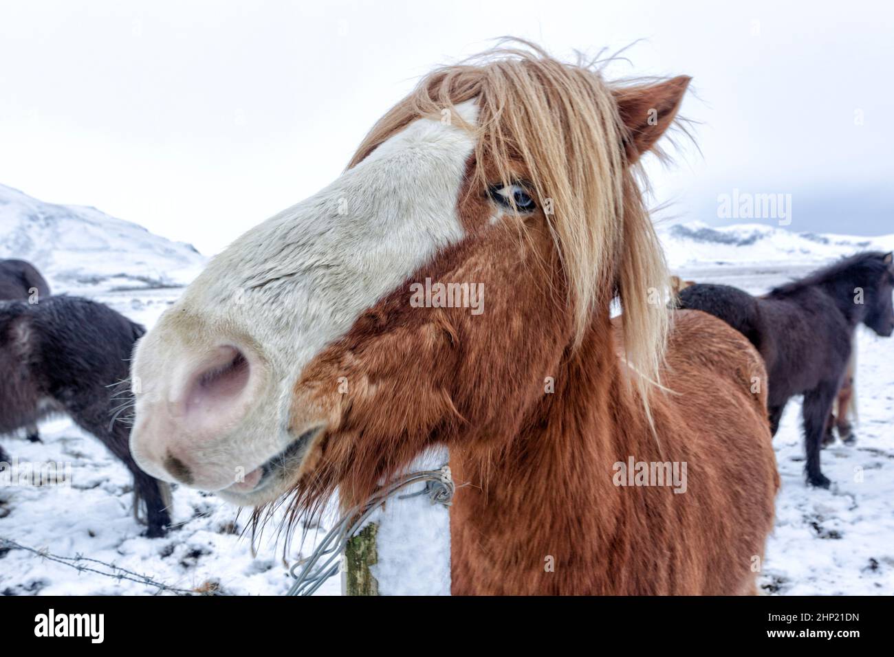 Isländisches Pferd, eine kleine, manchmal ponygroße Pferderasse. Entwickelt aus Ponys, die von nordischen Siedlern im 9th. Und 10th. Jahrhundert nach Island gebracht wurden, Stockfoto