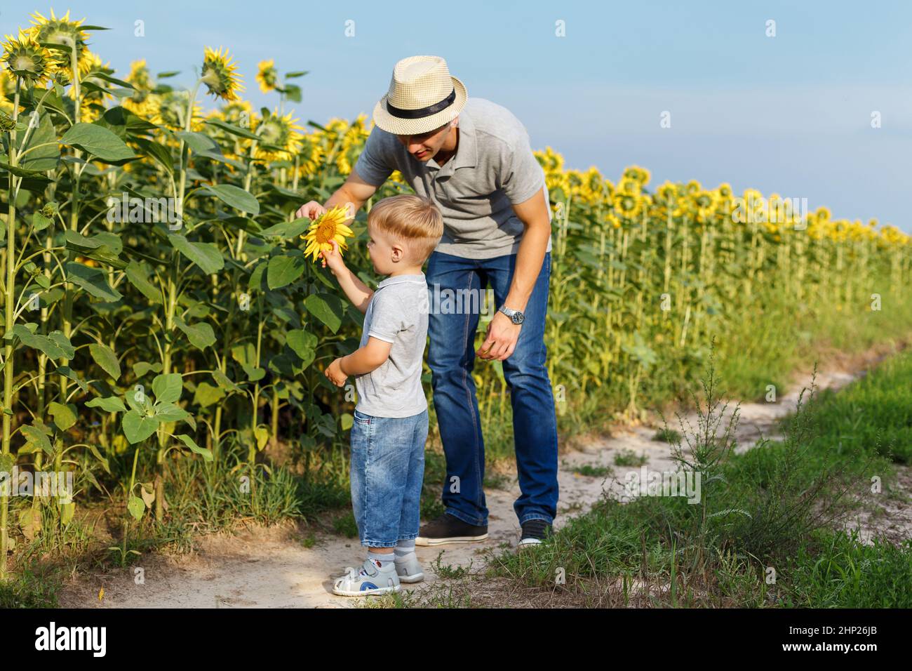 Vater und Sohn entdecken Sonnenblumen. Kleiner Junge und sein Vater gehen auf dem Feld. Sommer im Freien Lifestyle, Familie Freizeit, Elternschaft Stockfoto