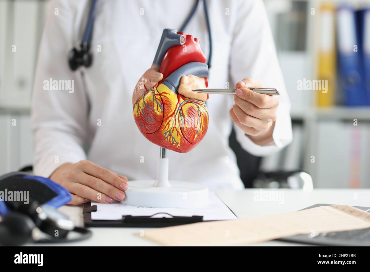 Der Arzt zeigt dem Herzventrikelherz ein plastisches Modell, ein verschwommenes Stockfoto