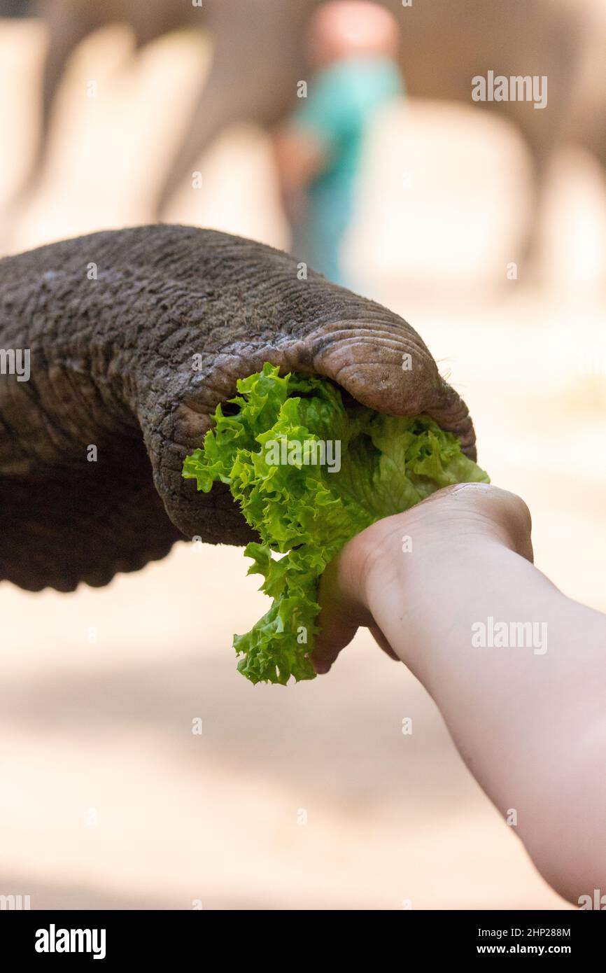 Füttern eines asiatischen Elefanten Stockfoto