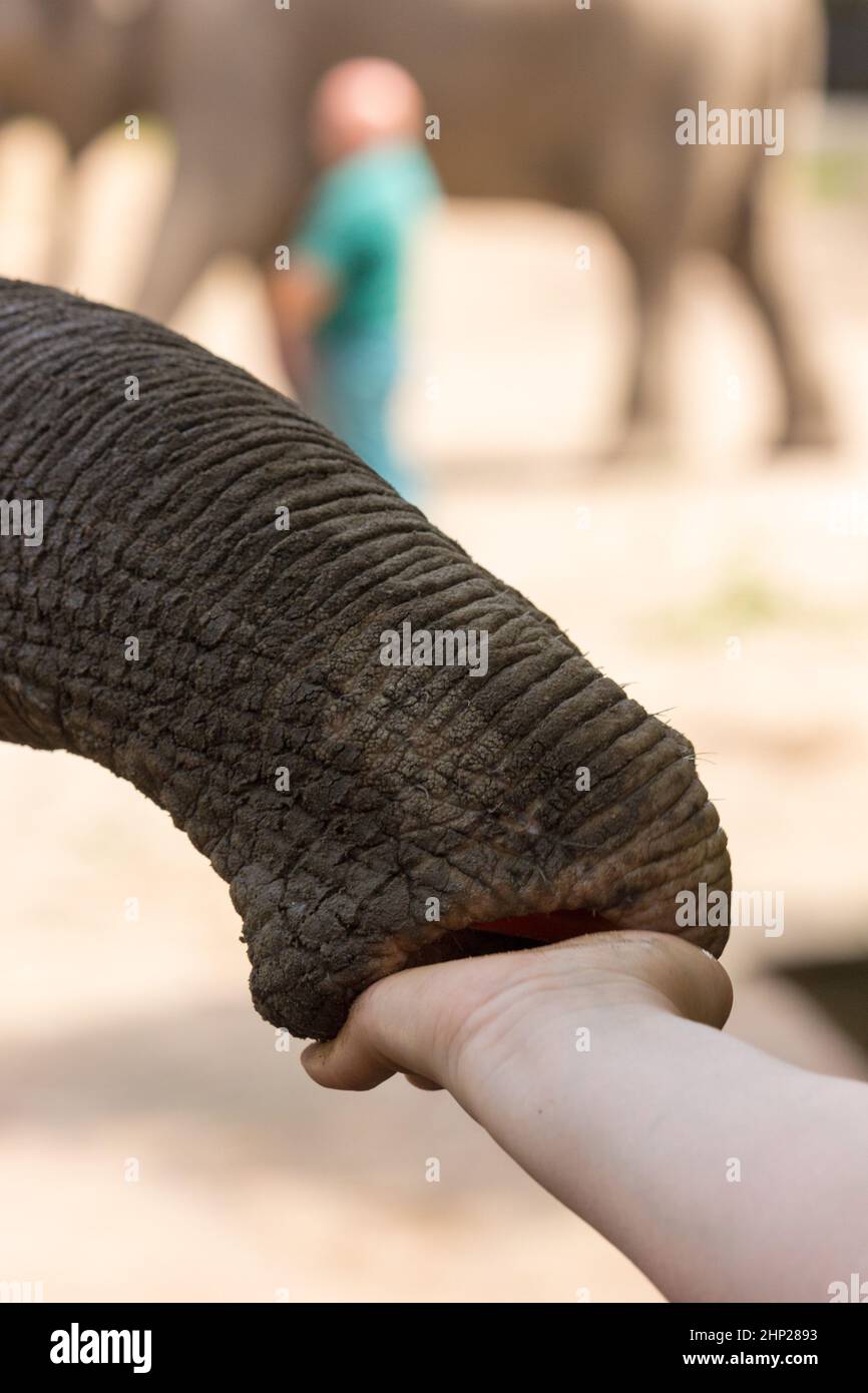 Füttern eines asiatischen Elefanten Stockfoto