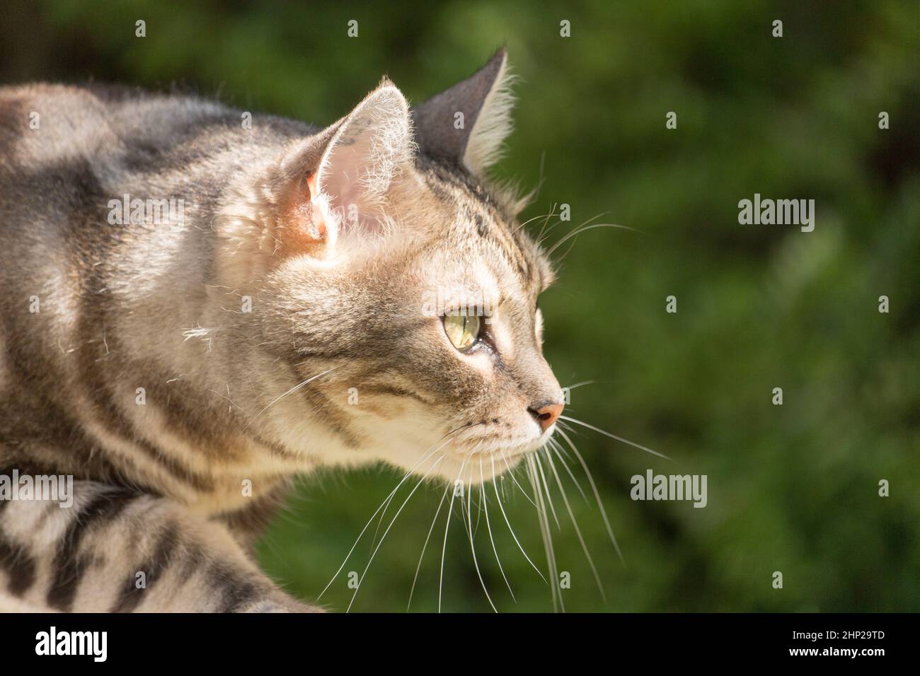 Silberne gestromte Hauskatze auf der Jagd im Garten Stockfoto