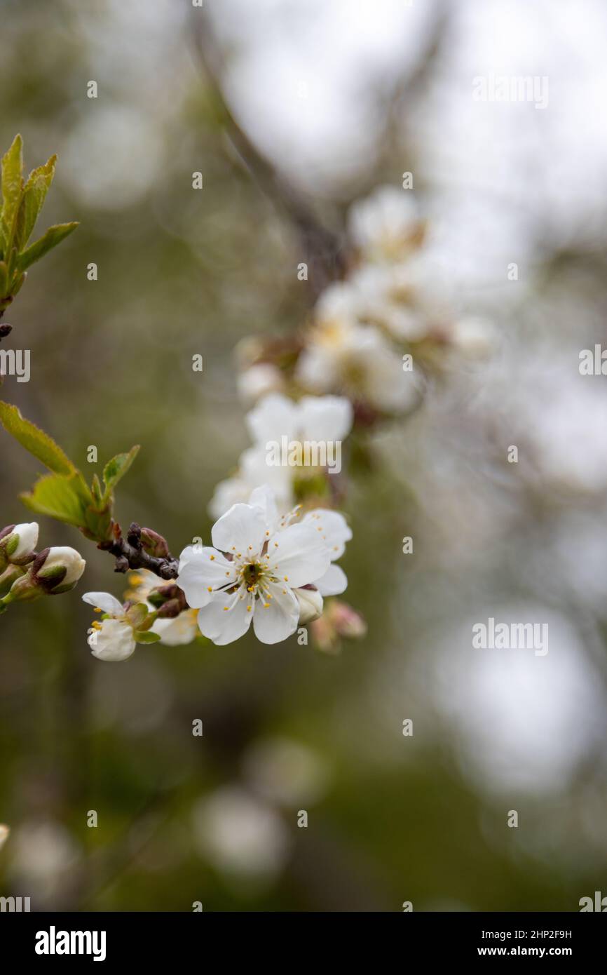 Viele schöne Blüten von Apfelbaum im Frühjahr Stockfoto